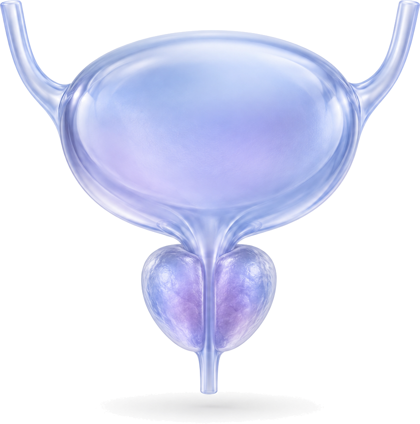 Behandeling van een vergrote prostaat (BPH) – 3D-illustratie van de blaas en de prostaat